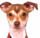 My dog Buddy!